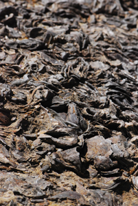 Fósseis de lamelibrânquios